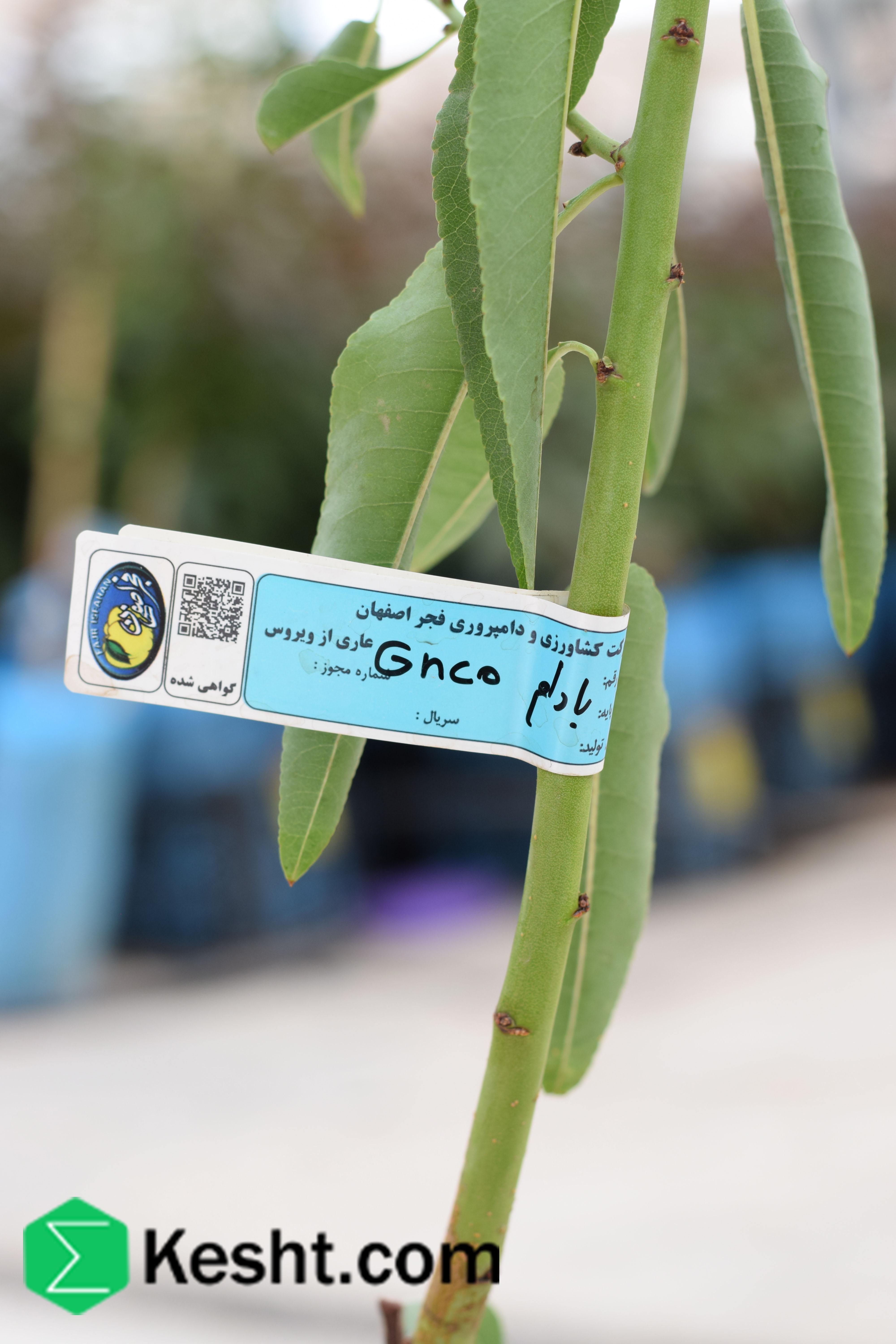 نهال| ایکشت|ekesht