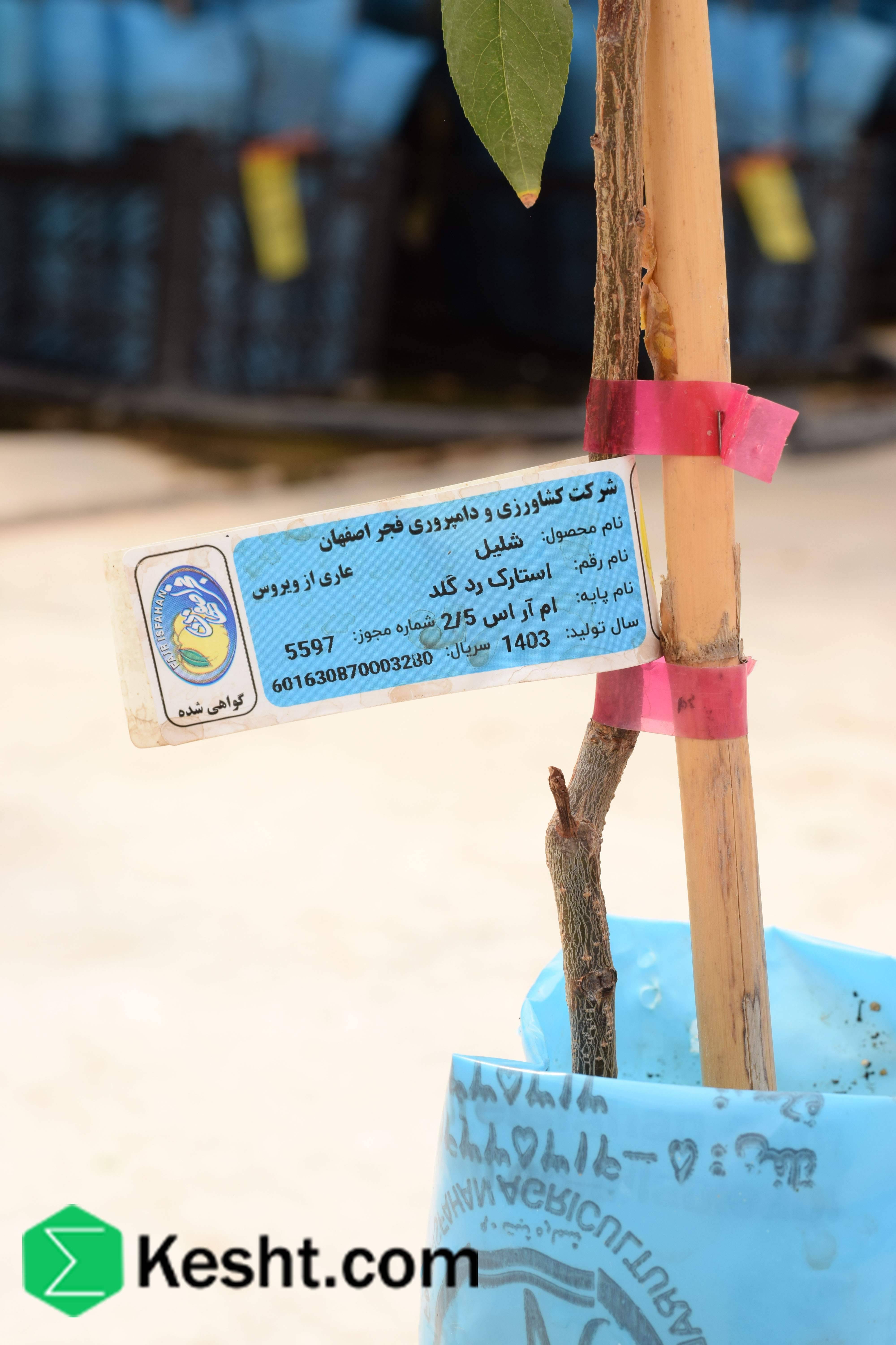 نهال بلولیبل شلیل