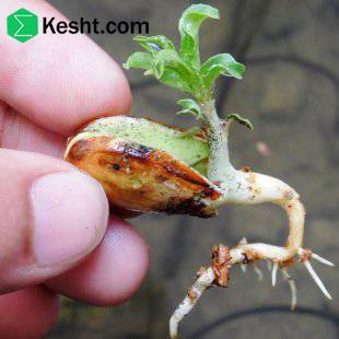Modern Methods for Planting Pistachio Seedlings
