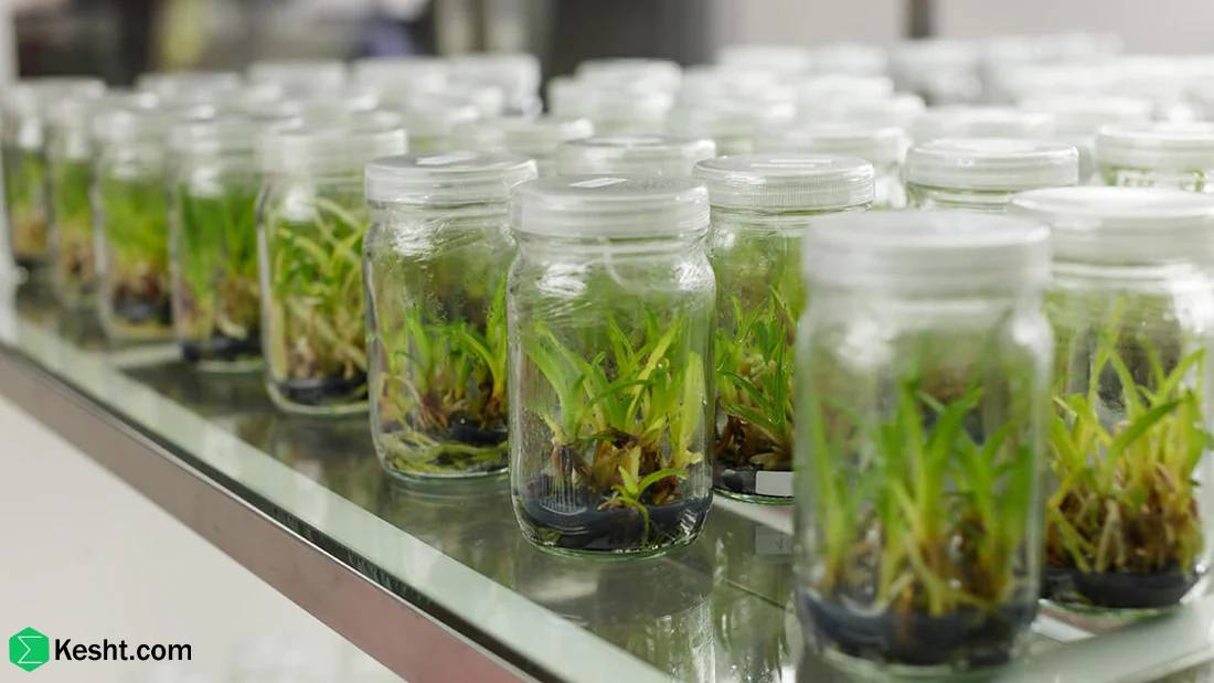 Set Up a Tissue Culture Laboratory