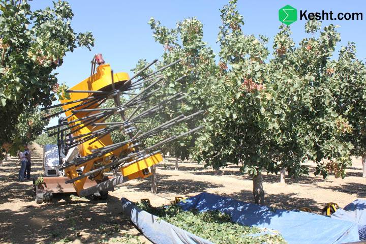 A guide to pruning pistachio trees from the basics to automation