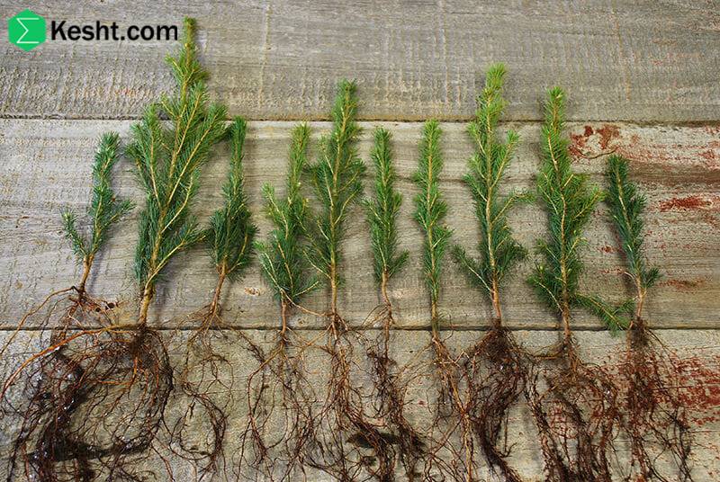 Bare-Root Saplings: A Complete Guide