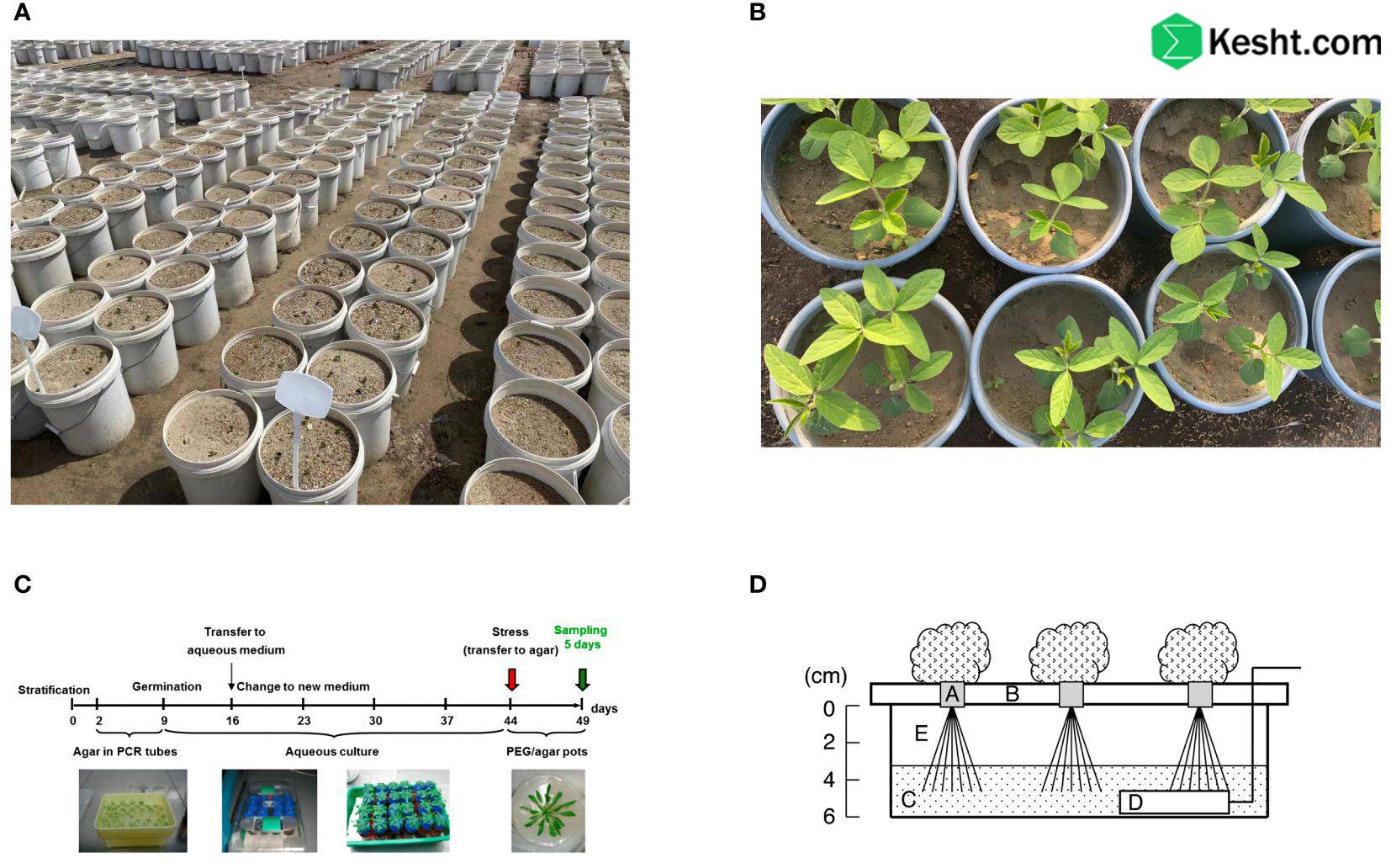Environmental Stress Management Strategies in Modern Horticulture: Scientific Solutions to Deal with Drought, Salinity, and Cold