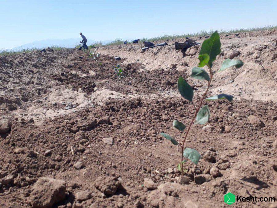 A comprehensive guide to buying seedlings: key tips for choosing healthy, productive seedlings