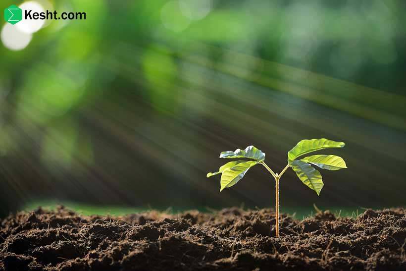 Types of Certifications and Standards for Exporting Seedlings