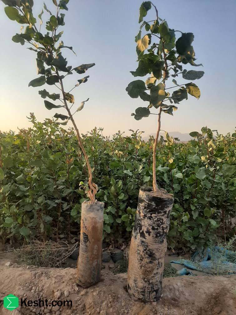 Solid organic fertilizers