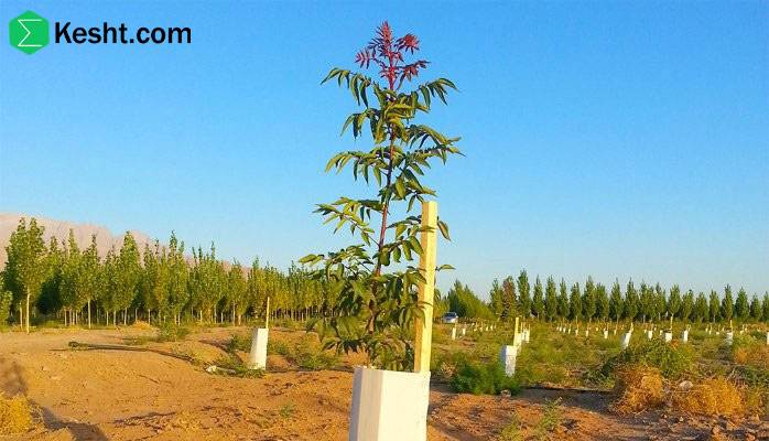 تفاوت نهال پسته هیبریدی و بذری چیست؟