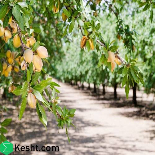 How to Choose the Best Almond Sapling? A Complete Guide to Buying Almond Saplings