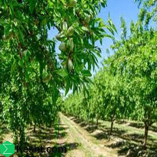 The Best Time to Plant Almond Trees