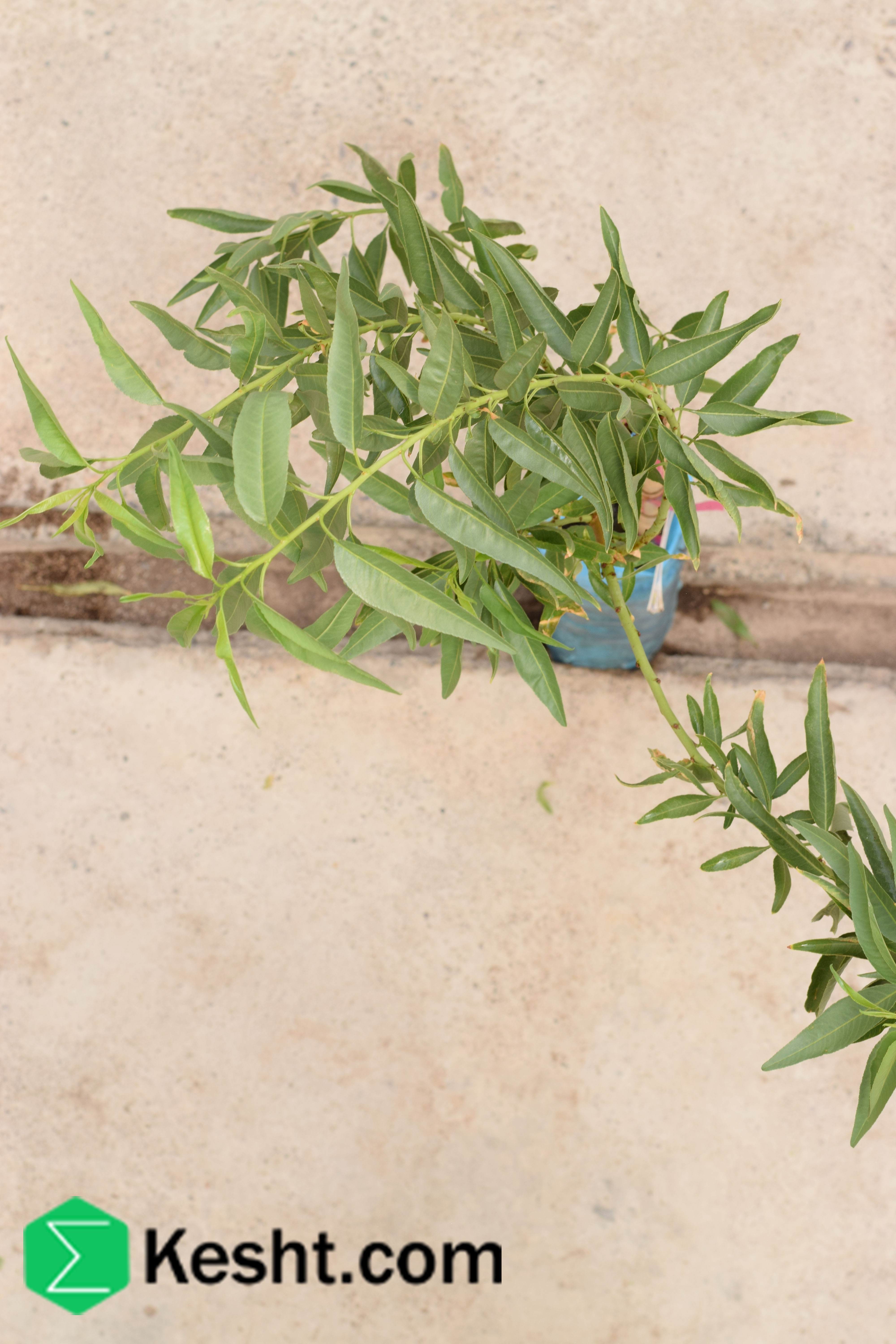 How to Choose the Best Almond Sapling? A Complete Guide to Buying Almond Saplings