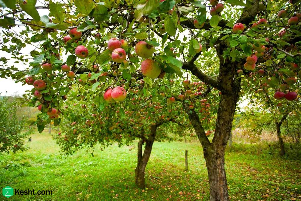 Fruit Tree Importing Countries in the Middle East