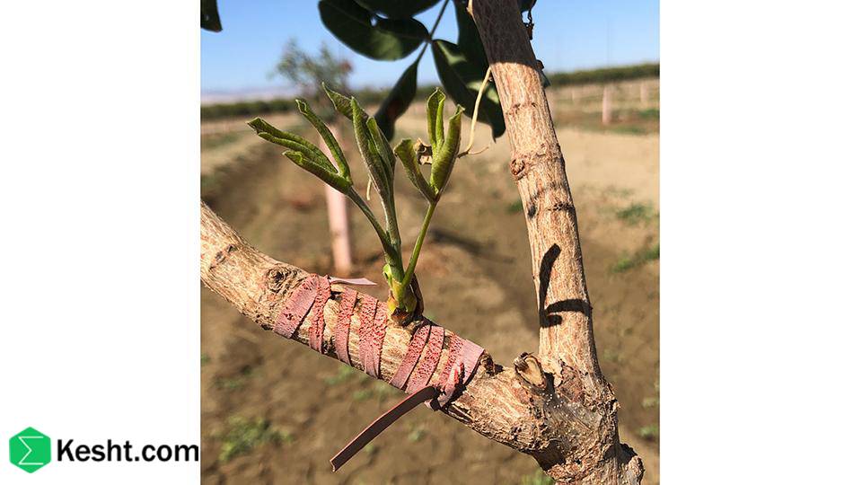 Key factors in pistachio propagation (seed + grafting)