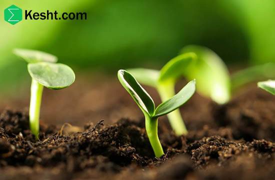 Monthly fertilization program for pistachio from planting to first bearing (years 1–5)