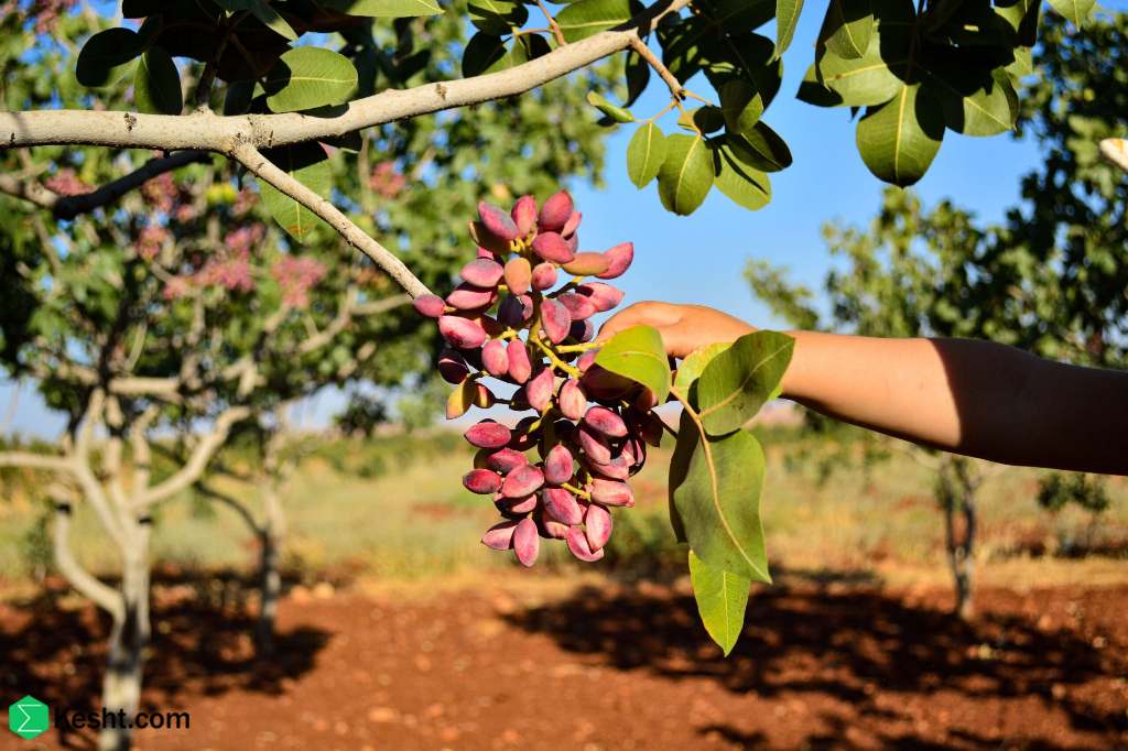 Pistachio tree spraying time