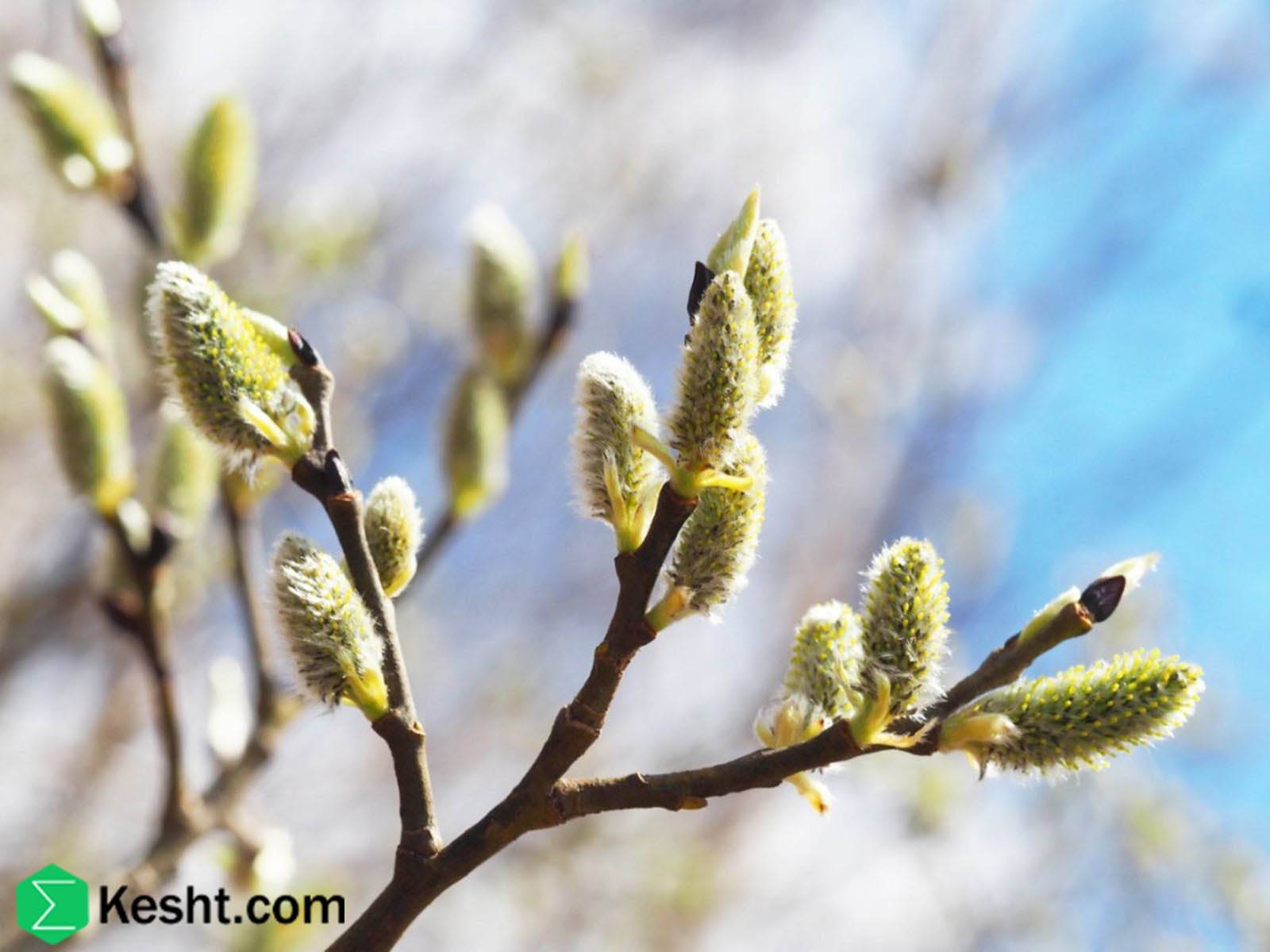 Plant dormancy