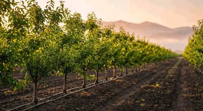 10 Most Profitable Fruit Seedlings to Plant in 2026: A High-ROI Farming Guide