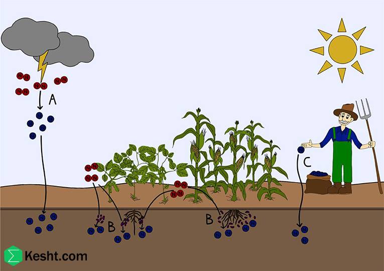The impact of fertilization on pistachio growth and health