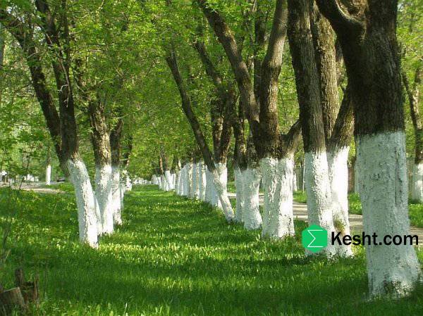 What Is Trunk Whitewashing?