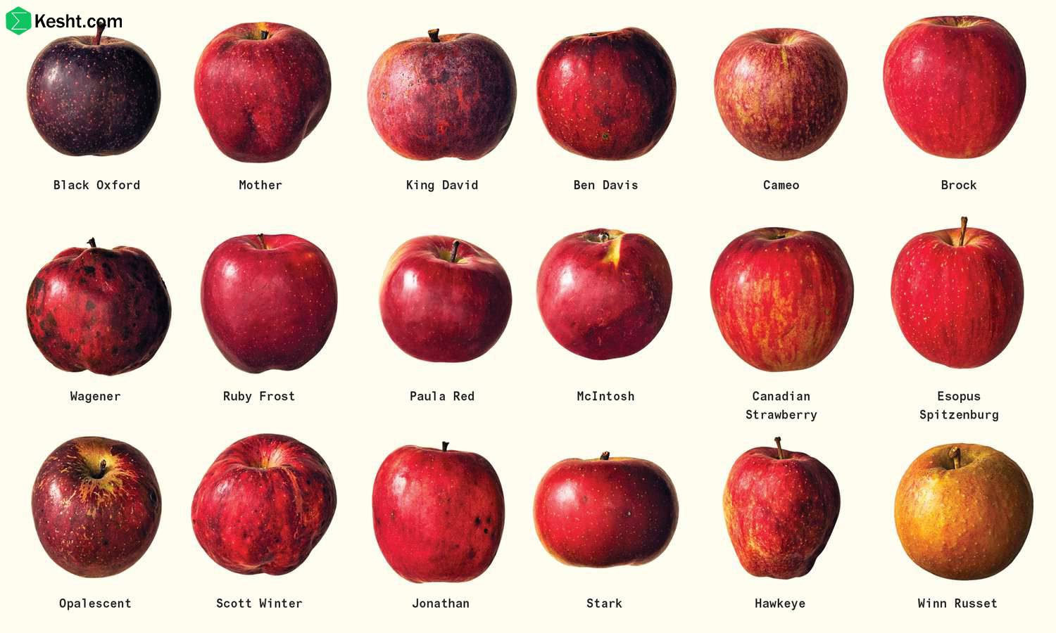 Types of fruit trees and their characteristics