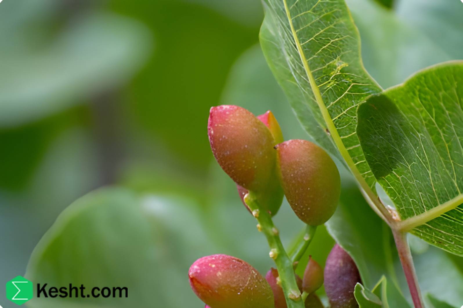What advantages does planting pistachio seedlings by the combined method have over direct field sowing?